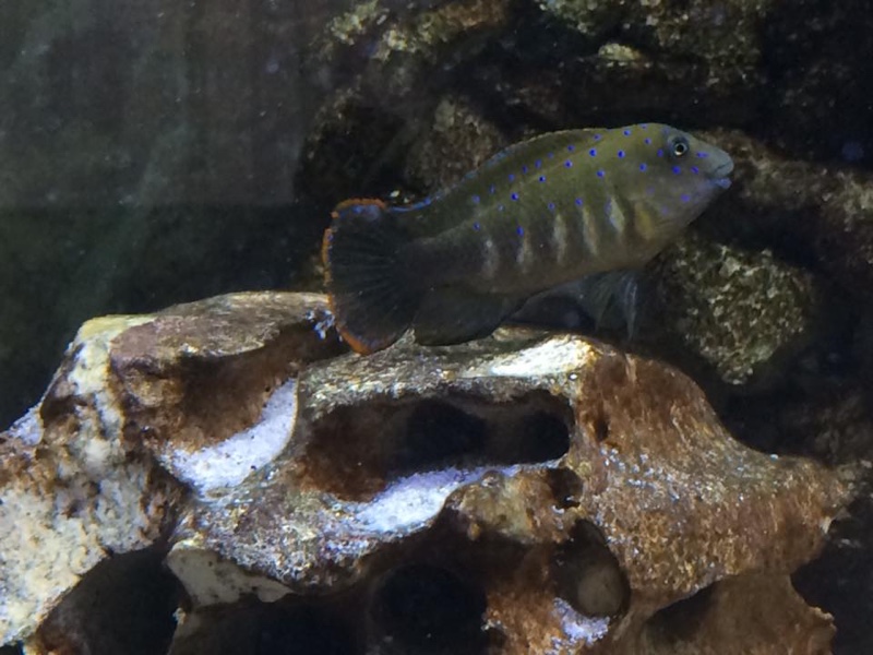 Eretmodus cyanostictus 'Kalambo Lodge'